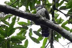 Sulawesi cuckoo.jpg