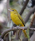 Thumbnail for File:Summer Tanager Female Mexico.jpg