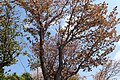 P091 駿府桜 Sunpuzakura 枝の写真