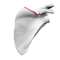 Costal surface of left scapula. Superior border shown in red.