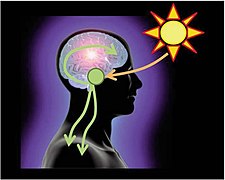 Suprachiasmatic nucleus is the central circadian pacemaker.jpg