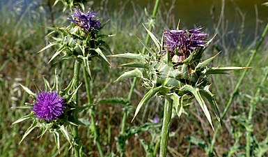 Silybum-marianum (Chardon Marie)