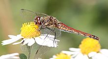 Sympetrum Frequens женски.JPG