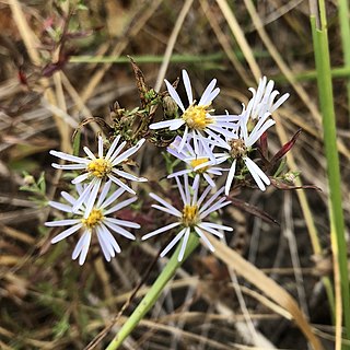 <i>Symphyotrichum hallii</i> Species of flowering plant in the family Asteraceae endemic to western Oregon and Washington, US