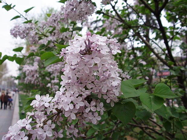 Астра Syringa Orange