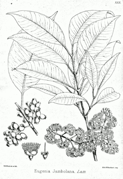 Syzygium cumini Bra30.png