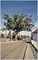 Protected oak besides road to Suchá