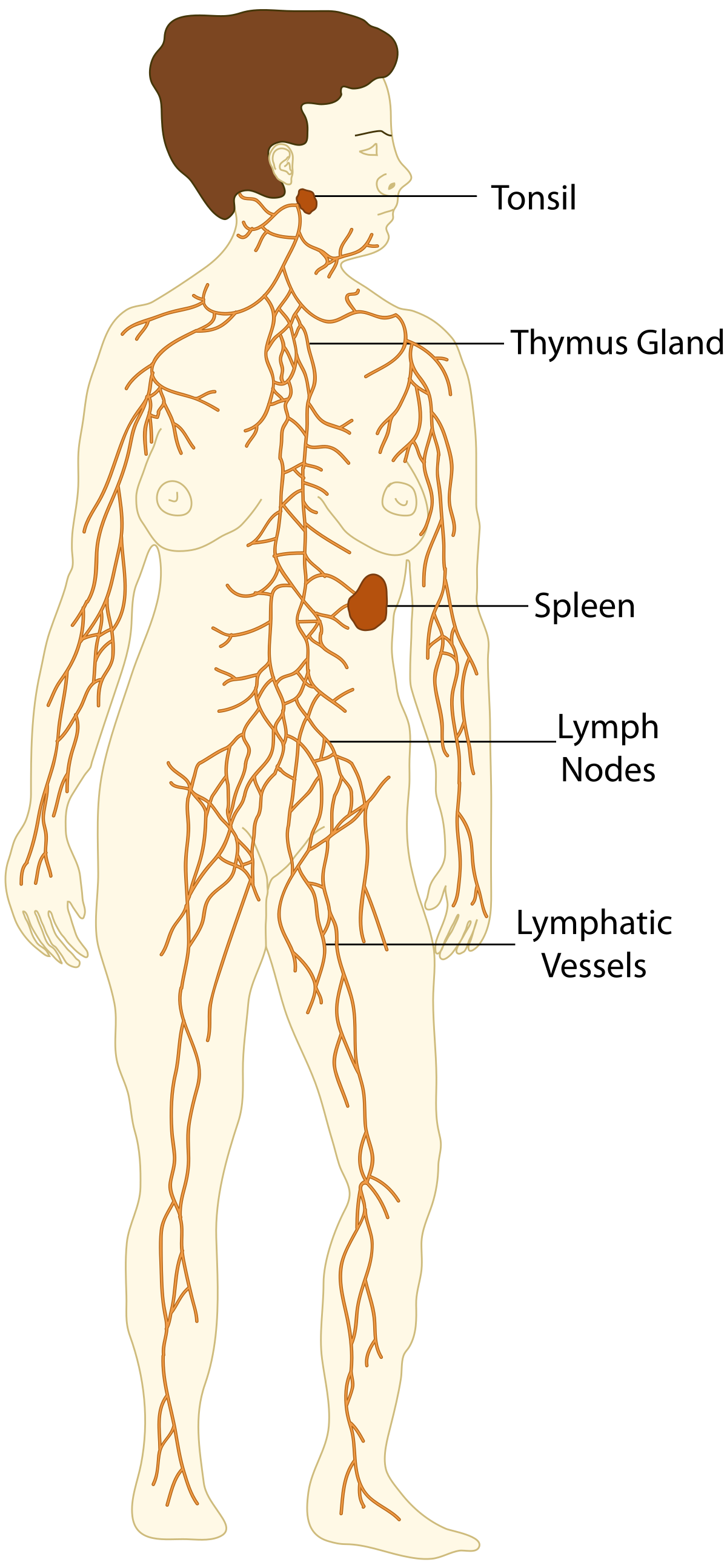 immune system diagram unlabeled