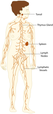 Lymphatic system - Wikipedia