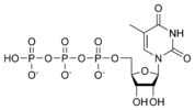 ribothymidine triphosphate