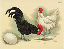 Black Minorca cock and white Minorca hen, illustration from the Geflugel-Album of Jean Bungartz, 1885 Tab23 Huhner (Geflugel-Album, Jean Bungartz, 1885).jpg