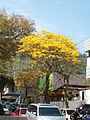 Tabebuia chrysantha