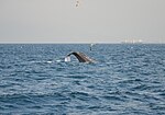 A sperm whale diving in the strait. Tail of sperm whale in the Strait of Gibraltar (1).jpg