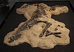 Таленкауэн fossil.jpg