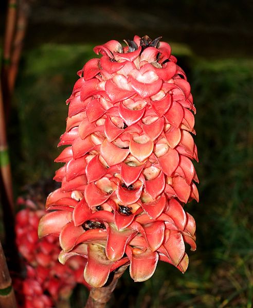 File:Tapeinochilos ananassae - Botanischer Garten - Heidelberg, Germany - DSC01159.jpg