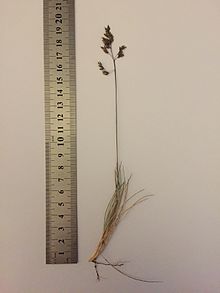 Poa gunnii specimen collected from Mt. Field at an altitude of 1200m. Photo: Frank Bird.
