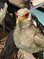 Un oiseau dans les réserves du Centre de conservation d’Histoire Naturelle Muséum Cuvier de Montbéliard.