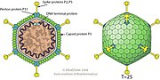 Miniatura para Tectiviridae