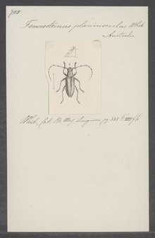 Temnosternus - Cetak - Iconographia Zoologica - Koleksi Khusus Universitas Amsterdam - UBAINV0274 034 02 0005.tif