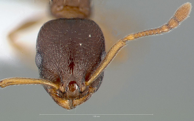 File:Temnothorax rudis casent0005689 head 1.jpg