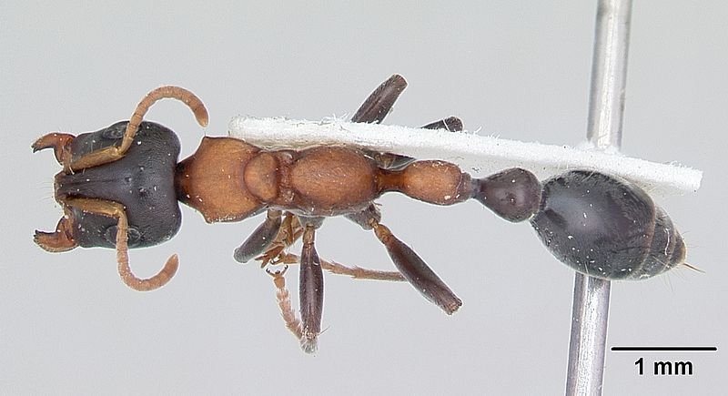 File:Tetraponera rufonigra casent0103311 dorsal 1.jpg