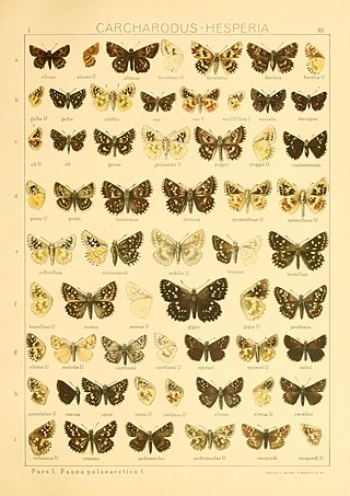 <i>Muschampia poggei</i> Species of butterfly