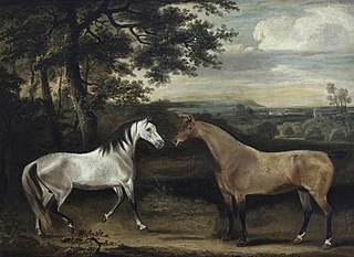 'Rose', a Grey Mare  and a Portuguese Hunter