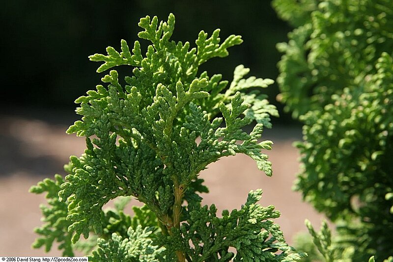 File:Thuja occidentalis DeGroots Spire 1zz.jpg