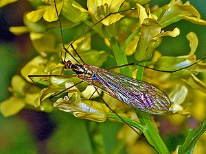 Tipulidae - Nephrotoma appendiculata.JPG