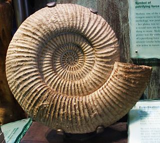 <i>Titanites</i> Genus of molluscs (fossil)