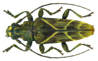 Tmesisternus biarcifer