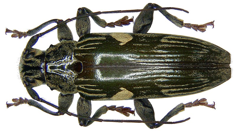 File:Tmesisternus pseudosulcatus Schwarzer, 1924 (3607690977).jpg
