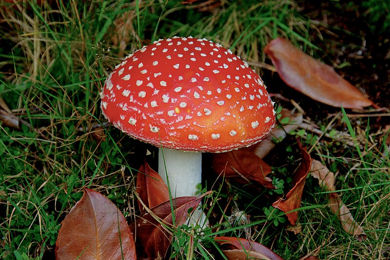 File:Toadstool, Oasis Whinfell Forest 2.jpg