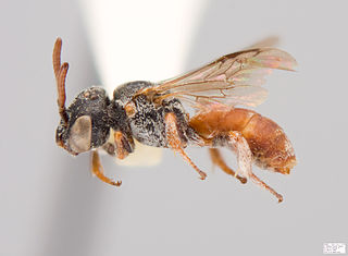 <i>Townsendiella rufiventris</i> Species of bee