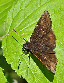 <i>Thorybes pylades</i> Species of butterfly