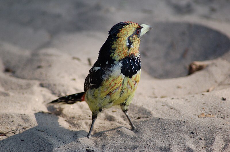 File:Trachyphonus vaillantii Okavango2.jpg