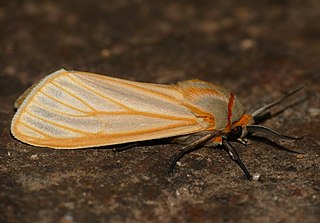 <i>Afromurzinia lutescens</i> Species of moth