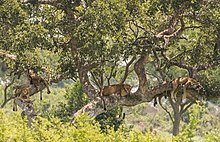 Des lions somnolent en hauteur allongés sur des branches d'arbre abrités du soleil par le feuillage.