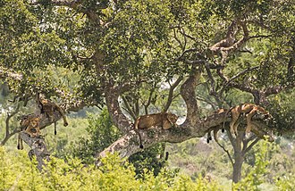 Львы сонного роста лежат на ветвях деревьев, укрытых от солнца листвой.