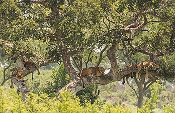 Leões (Panthera leo) descansando em uma árvore nas proximidades de Ishasha, Parque nacional Rainha Elizabeth. O parque fica na Região Oeste de Uganda, a aproximadamente 400 quilômetros por estrada a sudoeste de Campala, capital e maior cidade do país. Em 1921, o governo colonial britânico decidiu expulsar as pessoas nativas da região de talvez 90% de suas terras para criar reservas de caça. Suas casas foram incendiadas e seu gado abatido, levando-os a fugir pela fronteira e buscar refúgio no que hoje é a República Democrática do Congo. O parque foi fundado em 1952 como Parque Nacional Kazinga, combinando as Reservas de Caça do Lago George e do Lago Edward. Foi renomeado dois anos depois para comemorar uma visita da Rainha Elizabeth II. (definição 4 140 × 2 680)