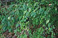 Buckthorn, Rhamnus catharctica