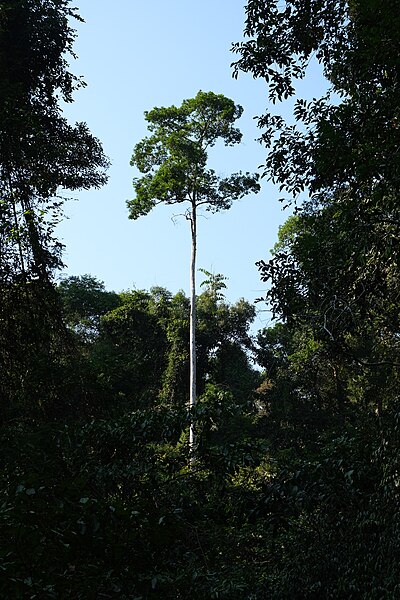 File:Tree Khlong Chao Lueam Waterfall 3.jpg