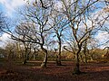 Trees in Lesnes Abbey Woods, Abbey Wood.