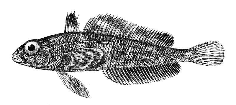 File:Trematomus scotti.jpg