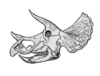 Triceratops prorsus old skull002.png