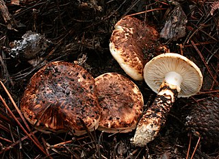 <i>Tricholoma caligatum</i> Species of fungus