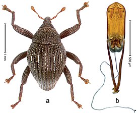 Trigonopterus empat