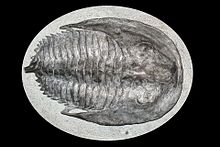 Trilobite IMG 4490.jpg