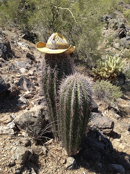 File:Twin Saguaros2.jpg