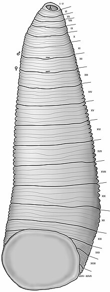 leech external anatomy